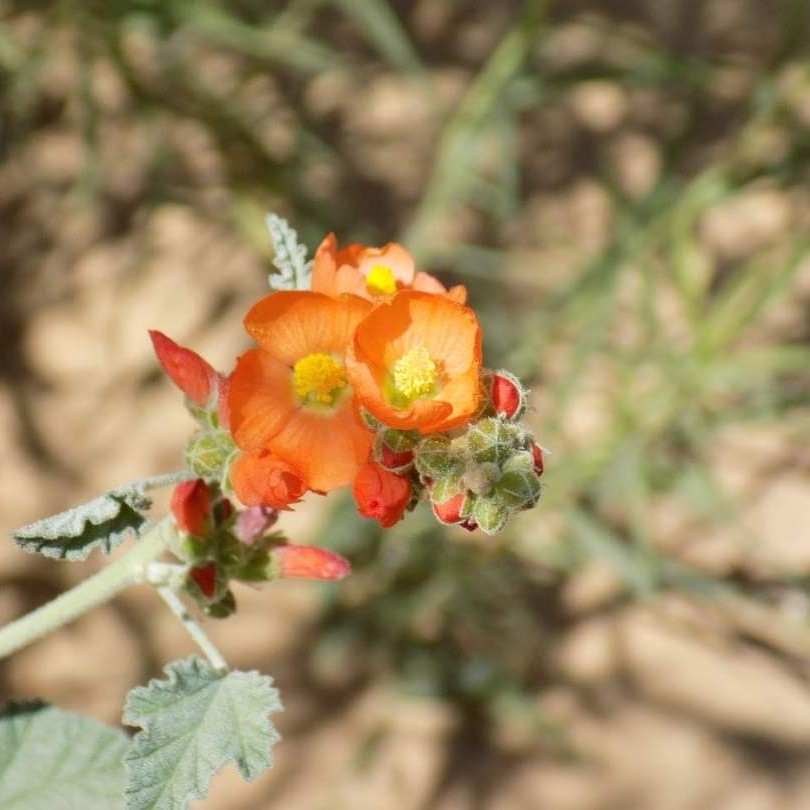 Close-up photo of a globemallow, a flowering desert shrub